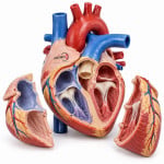 Construction of the Heart